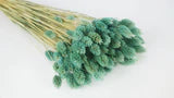 Dried Phalaris Green Bahamas