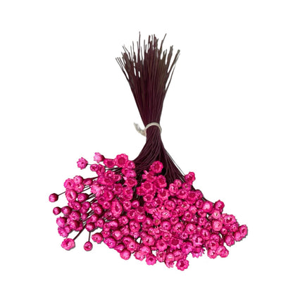 Dried Glixia - Fuchsia