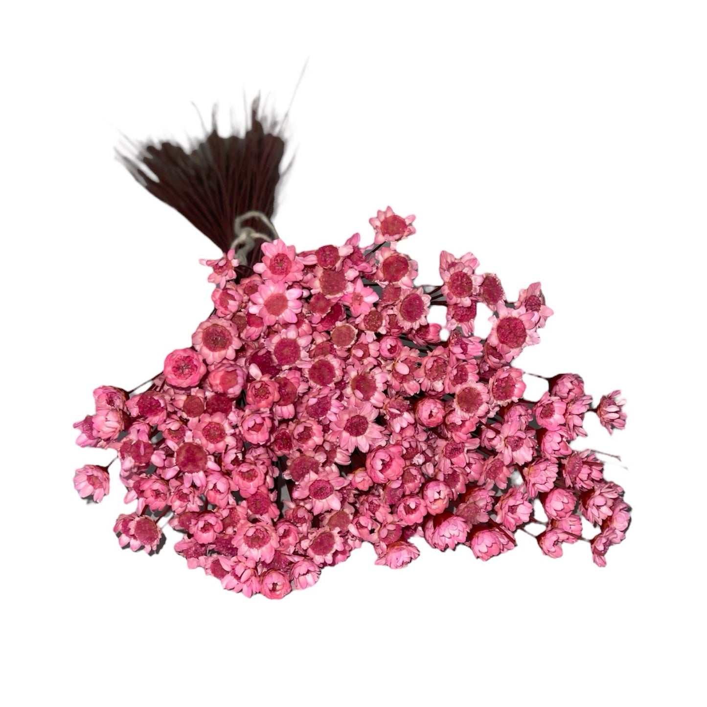 Dried Glixia Rose