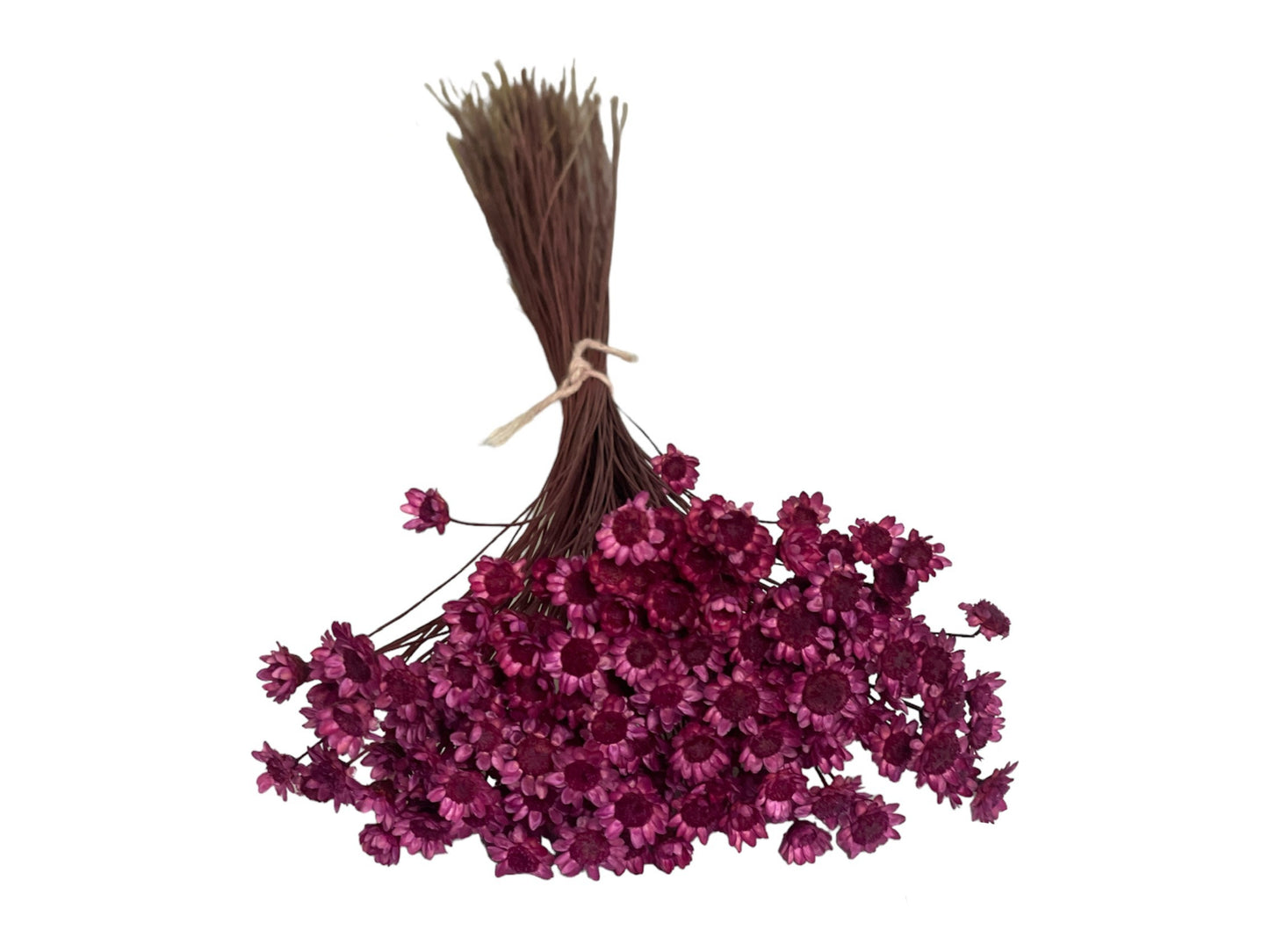 Dried Purple Glixia