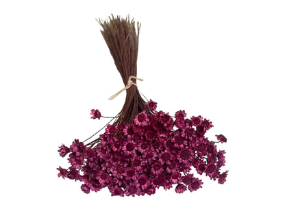 Dried Purple Glixia