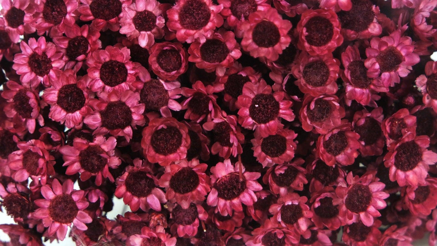 Dried Purple Glixia