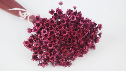 Dried Purple Glixia