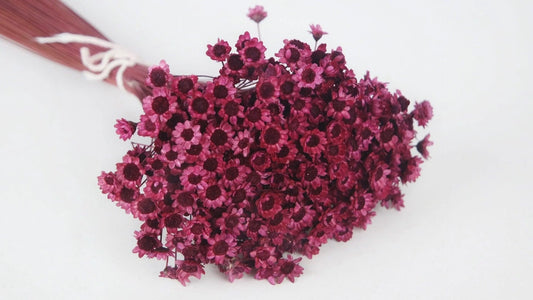 Dried Purple Glixia