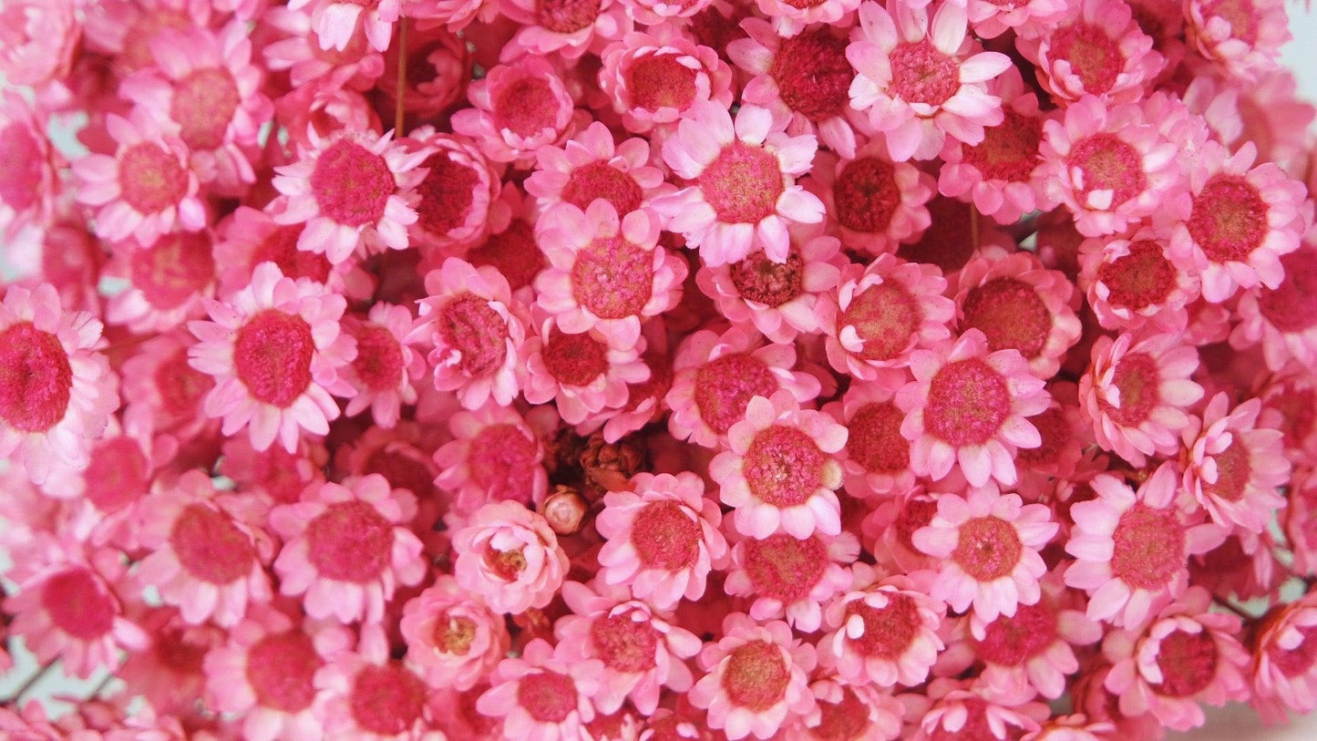 Dried Glixia Rose