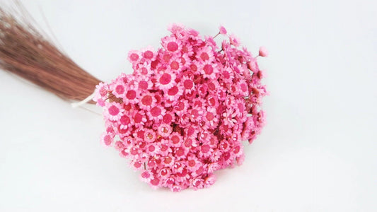 Dried Glixia Rose