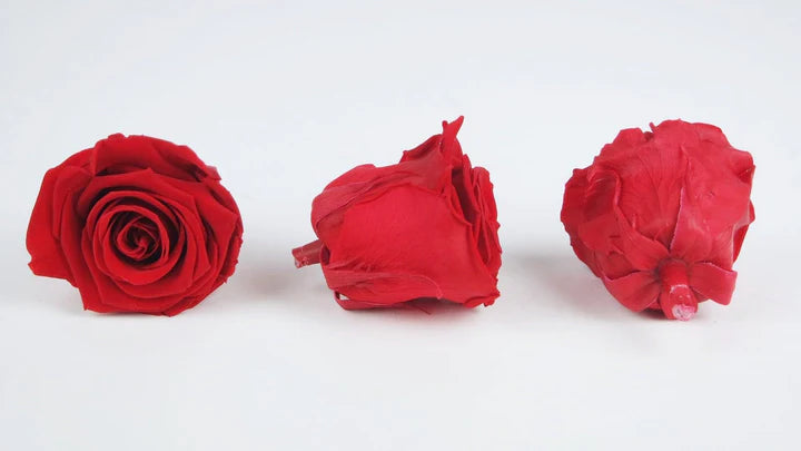 Roses stabilisées 6 cm - 6 têtes - Rouge clair