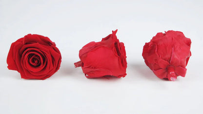 Roses stabilisées 6 cm - 6 têtes - Rouge clair