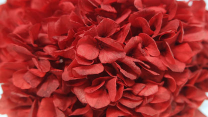 Preserved hydrangea Red