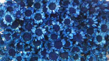 Dried Glixia Blue Sapphire