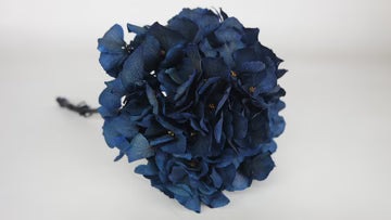 Hortensia stabilisé Bleu foncé - Extra