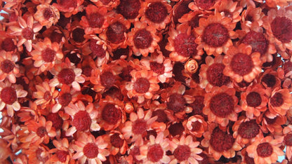 Dried Glixia Terracotta
