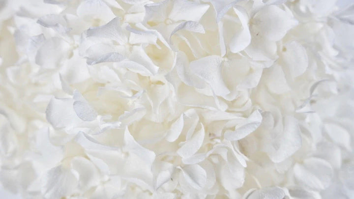 Hortensia stabilisé Blanc - Extra