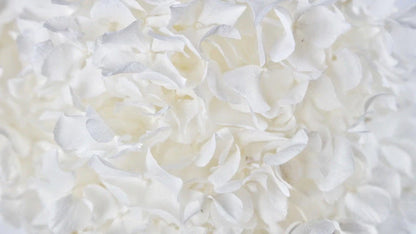 Preserved hydrangea White