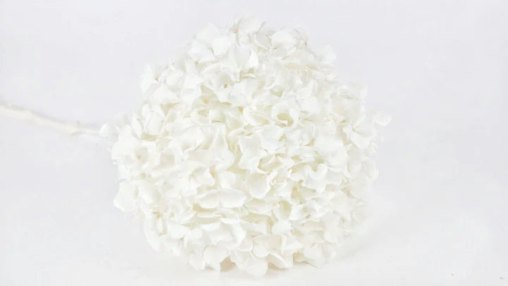 Hortensia stabilisé Blanc - Extra