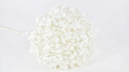Preserved hydrangea White