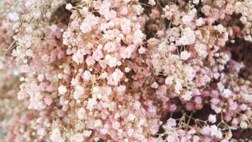 Gypsophile stabilisé rose clair
