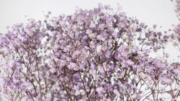 Gypsophile stabilisé Lavande