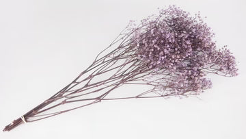 Gypsophile stabilisé Lavande