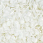 Hortensia stabilisé Anna - Blanc