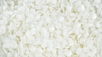 Anna Stabilized Hydrangea - White