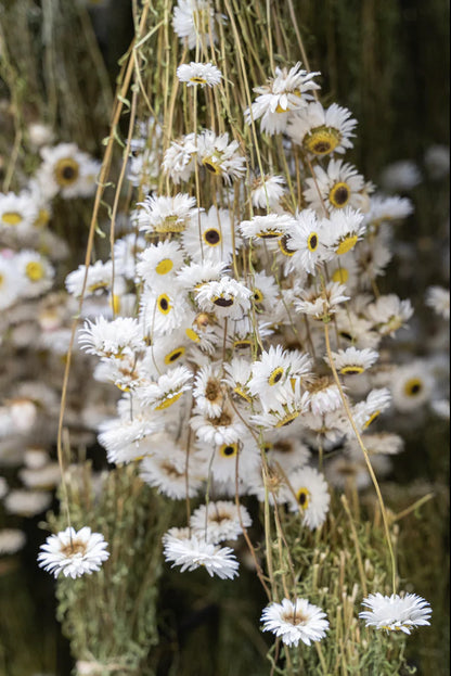 Acroclinium dried natural color white and black