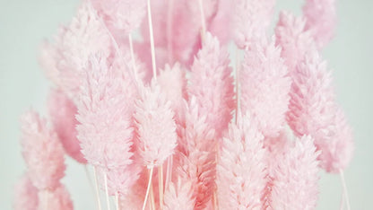 Light Pink Dried Phalaris