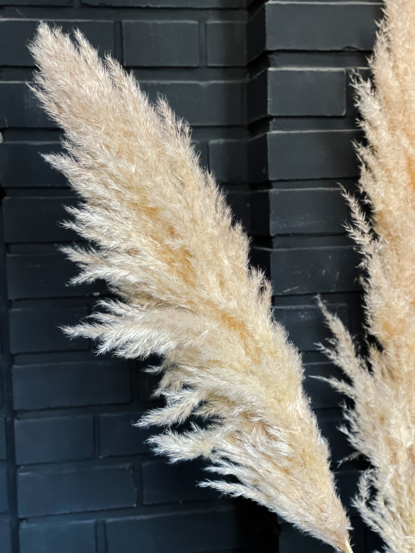 Pampas Fluffy dried natural color 115 cm