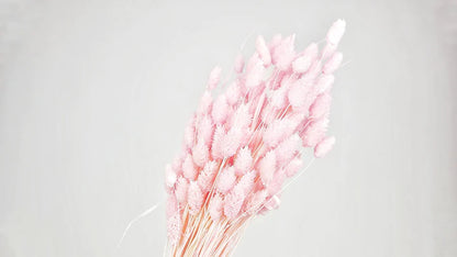 Light Pink Dried Phalaris