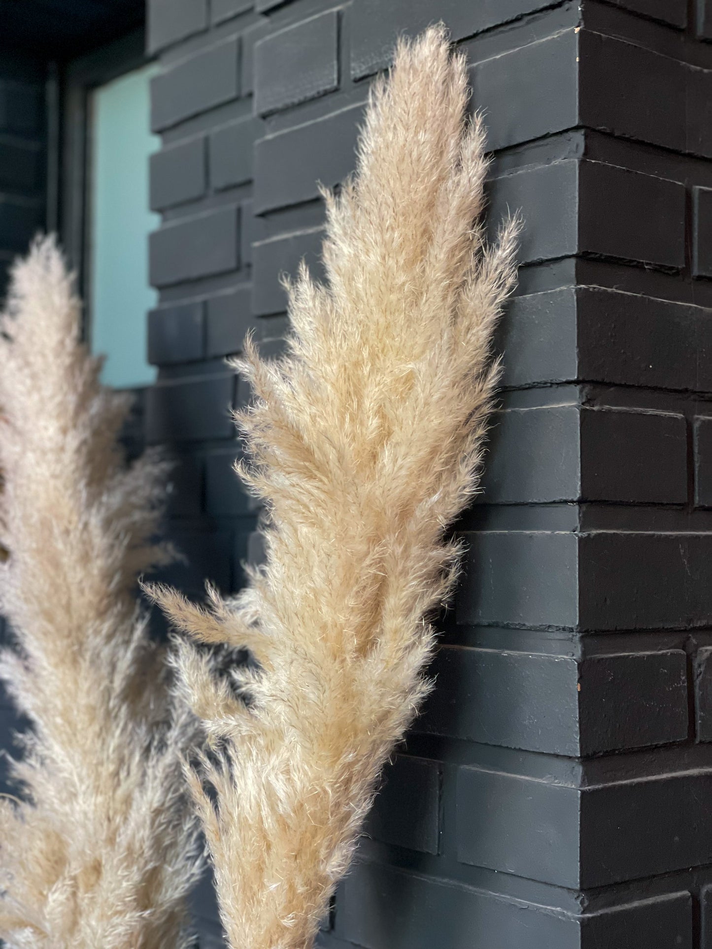 Pampas Fluffy dried natural color 115 cm