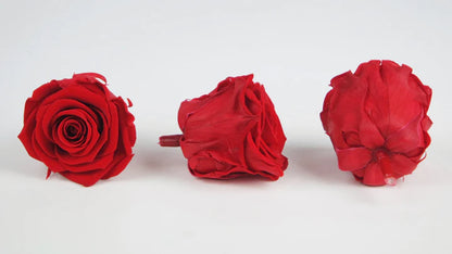Kiara preserved roses 5 cm - 8 heads - Vibrant Red