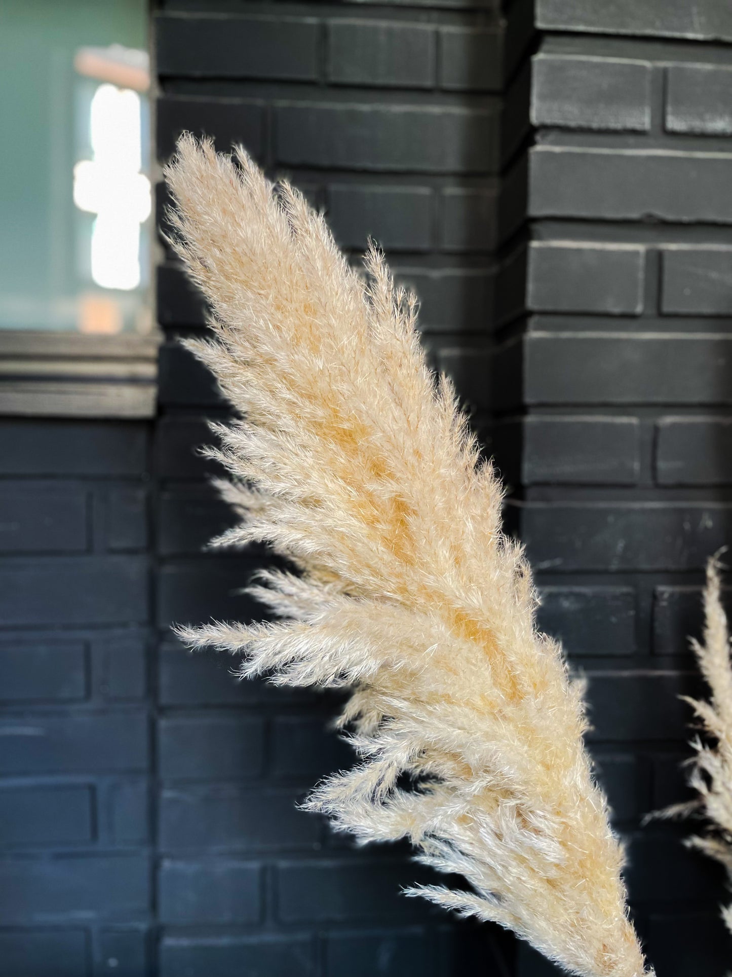 Pampas Fluffy dried natural color 115 cm
