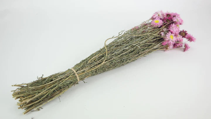 Acroclinium dried natural color pink