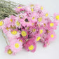 Acroclinium dried natural color pink