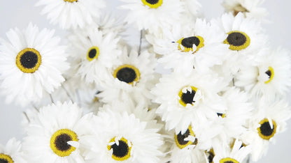 Acroclinium dried natural color white and black