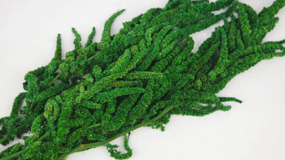 Stabilized leather fern - 10 stems - Grass green