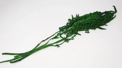 Stabilized leather fern - 10 stems - Grass green