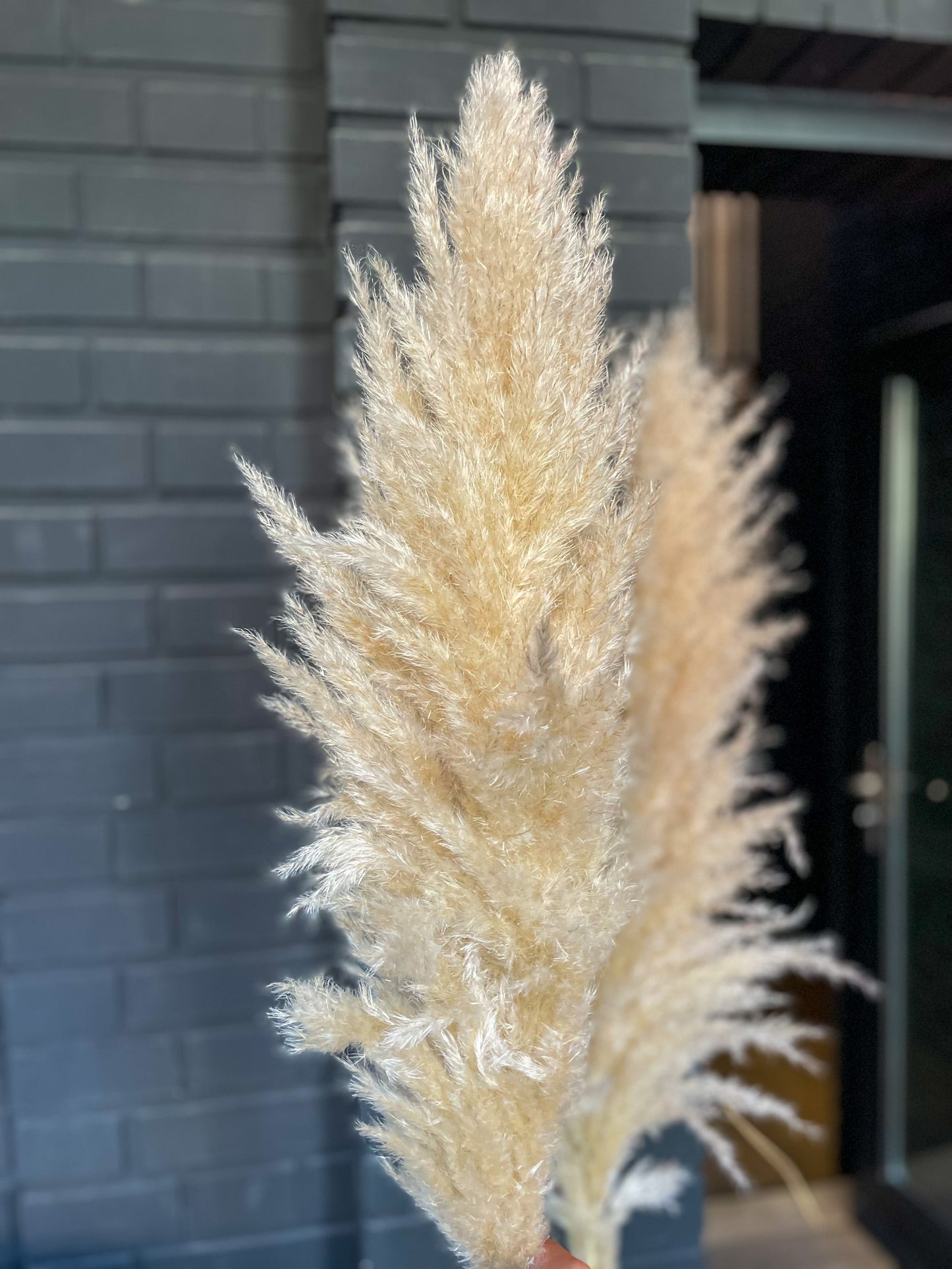 Pampas Fluffy dried natural color 115 cm