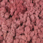 Lichen stabilisé Bordeaux 2,5 Kg PRO