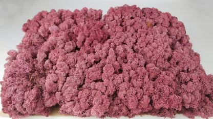 Lichen stabilisé Bordeaux 5 Kg PRO