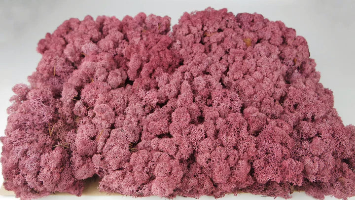 Lichen stabilisé Bordeaux 2,5 Kg PRO