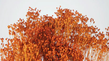 Broom Bloom stabilized Amber
