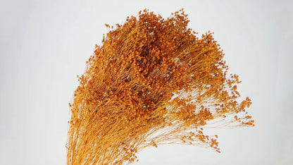 Broom Bloom stabilized Amber