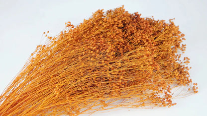 Broom Bloom stabilized Amber