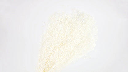 Broom Bloom stabilized Ivory