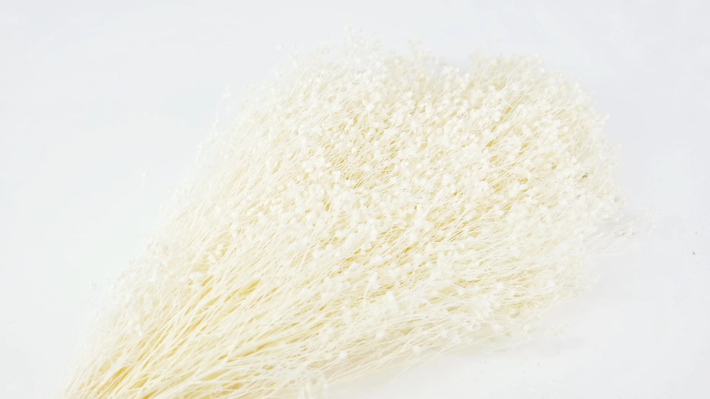 Broom Bloom stabilisé Ivoire