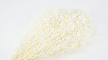 Broom Bloom stabilized Ivory
