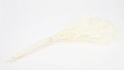 Broom Bloom stabilized Ivory