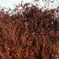 Broom Bloom séché 1 botte Marron