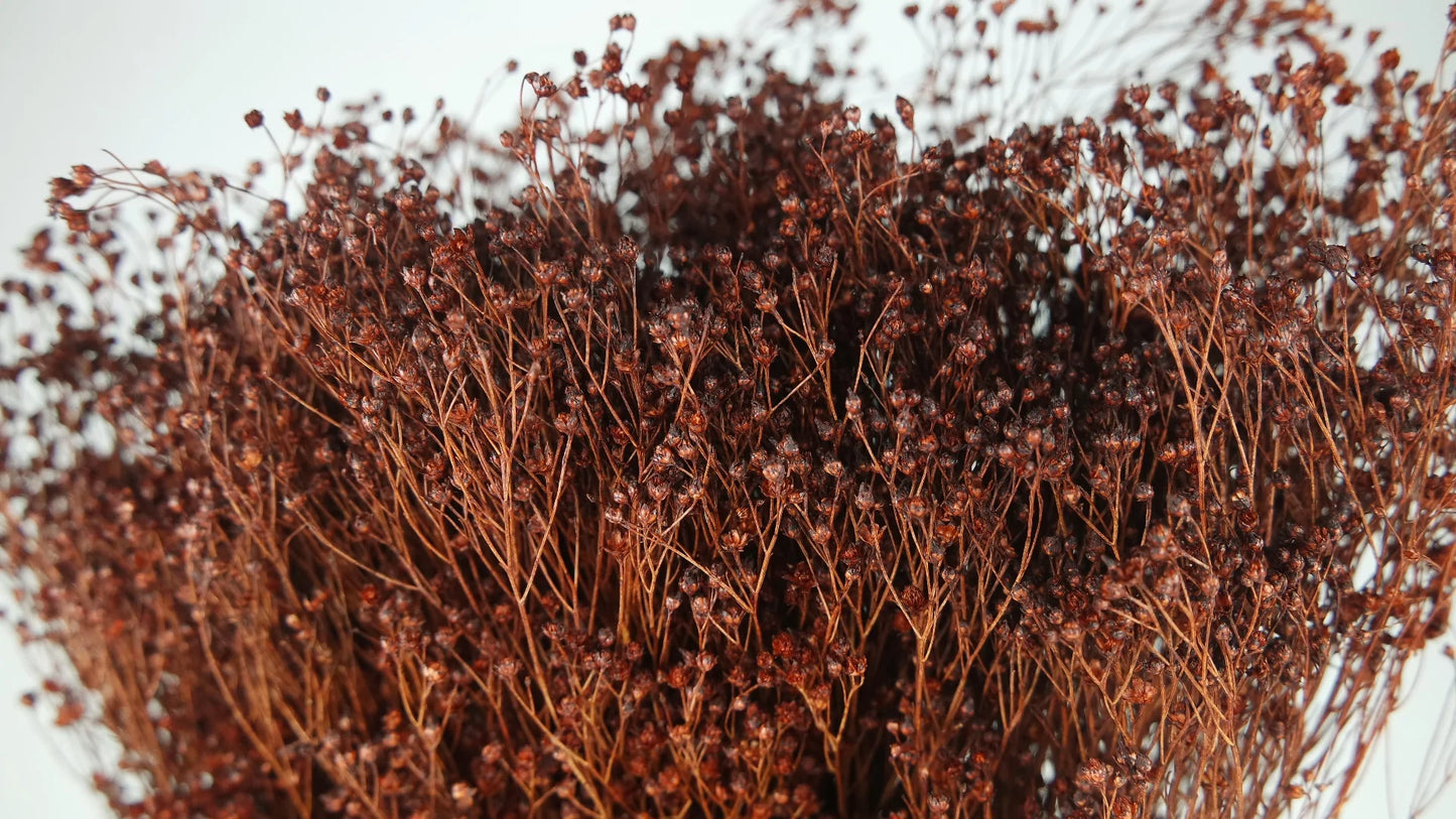 Broom Bloom séché 1 botte Marron